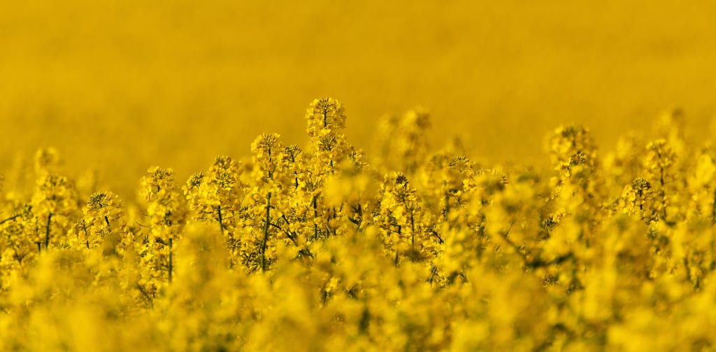 corporate sustainability  - rapeseed field