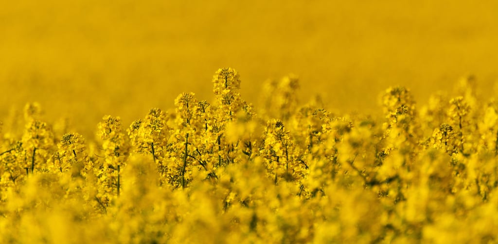 corporate sustainability - rapeseed field