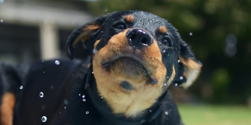 Smart people are just puppies. Smart people are just puppies.