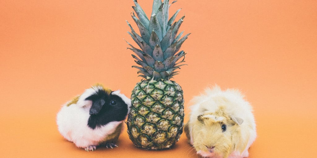 Pineapples and... pigs?